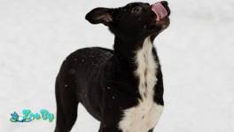 КРОШЕЧКЕ ОЧЕНЬ НУЖЕН ДОМ