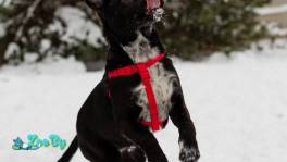 КАРТОШЕЧКА ИЩЕТ ДОМ