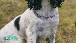 русский спаниель,  рос девочка 2 года