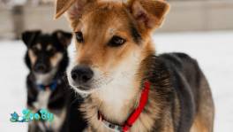 ЖУЧОК ЖДЕТ СВОЮ СЕМЬЮ