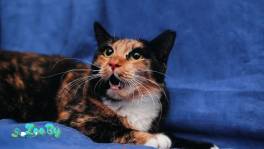 Малышка Лапушка ищет дом!