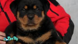 Щенки ротвейлера