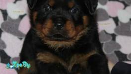 Щенки ротвейлера