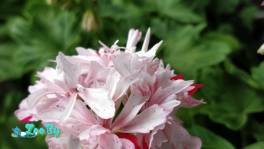 Герань цветущая звёздчатая (Cтеллар) Richard Hodgson