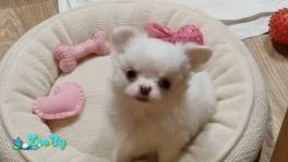 Щенок чихуахуа