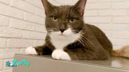 Шани - и красивач и умная