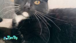 Линк - классика жанра