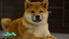 Щенки сиба ину 