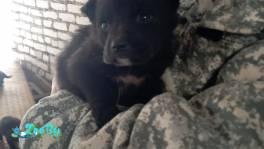 ЩЕНКИ В ДАР! НУЖНА ПЕРЕДЕРЖКА ИЛИ ДОМ!