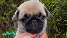 Мопс щенок (мальчик и девочка)