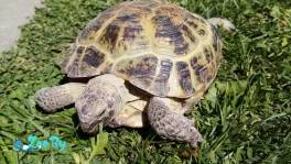 Черепаха сухопутная среднеазиатская