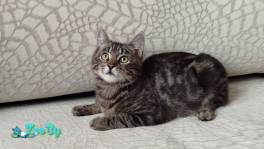 Общительный красавчик Имель