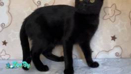 Славный котик Мистик 