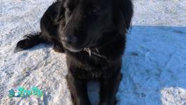 Молодая очаровательная собачка в дар