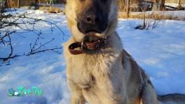 Классный пёс Бармалей ищет дом 