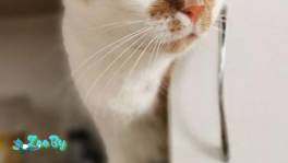 КОШКА МИРОЧКА В ДАР! ИЩЕТ ДОМ! Трехцветная