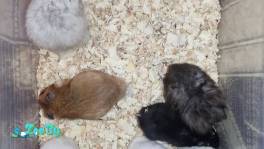 Хомяк сирийский ассортимент 