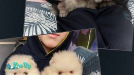 Померанский шпиц, щенки. Мини мишки