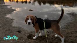 Щенок бигля девочка 10 месяцев