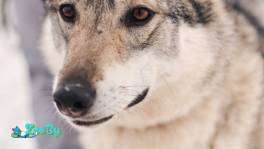 Шикарная собака волчица Эмма ищет дом 