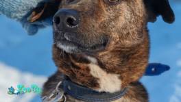 Милый пёс Граф ищет дом 