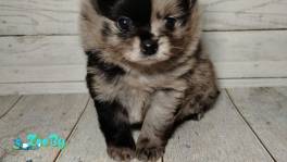 Померанский шпиц, щенки с самым изысканным окрасом!