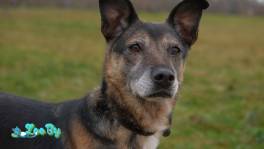 Спокойная интеллигентная собака Кира в дар