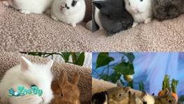 Карликовые кролики из Питомника. Привиты. Ходят в лоток