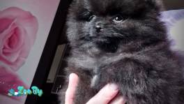 Померанский шпиц, щенки. Мини мишки