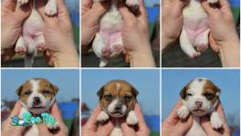 Джек Рассел из питомника(резерв)