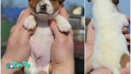 Щенки Джек Рассел из питомника 