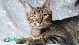 Рассудительный красавчик Юникс