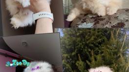 Померанский шпиц, щенки. Мини мишки