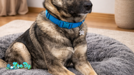 Дизель ищет дом! 