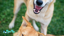 Шая ищет дом! 