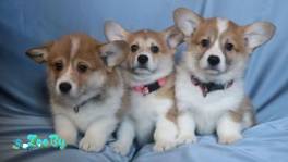 Щенки вельш- корги  пемброк