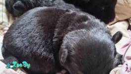  Срочно нужна передержка или дом щенкам! Сос! Хотят закопать!