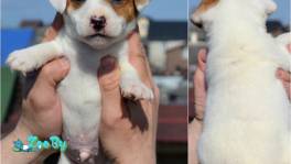 Щенки Джек Рассел из питомника 