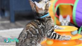 Шикарные бенгальские котята из питомника