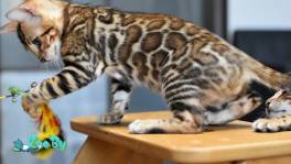 Элитные бенгальские котята: кот бенгал