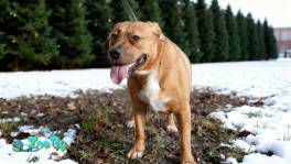 Собака Булочка из Усыпалки в дар! Метис стаффа