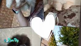 Померанский шпиц, щенки. Мини мишки