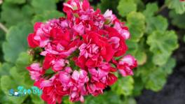 Герань розебудная,- молодой кустик