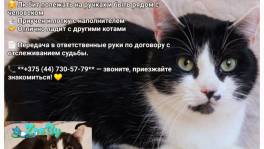 Фокс срочно ищет дом!