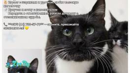 Чак срочно ищет дом!