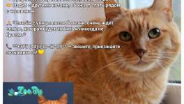 Симба срочно ищет дом!