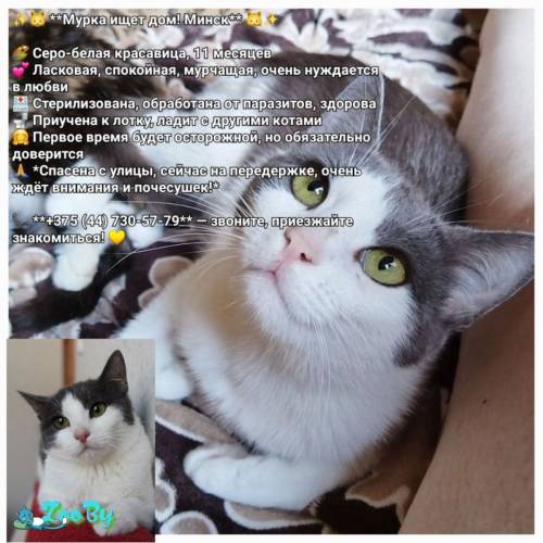 Мурка срочно ищет дом!