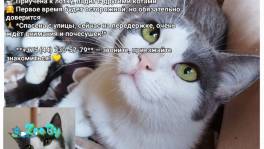 Мурка срочно ищет дом!