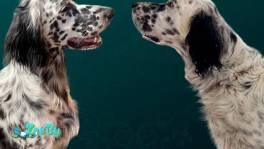 Щенки Английского Сеттера