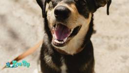 Молодой красивый пес Цезарь в дар